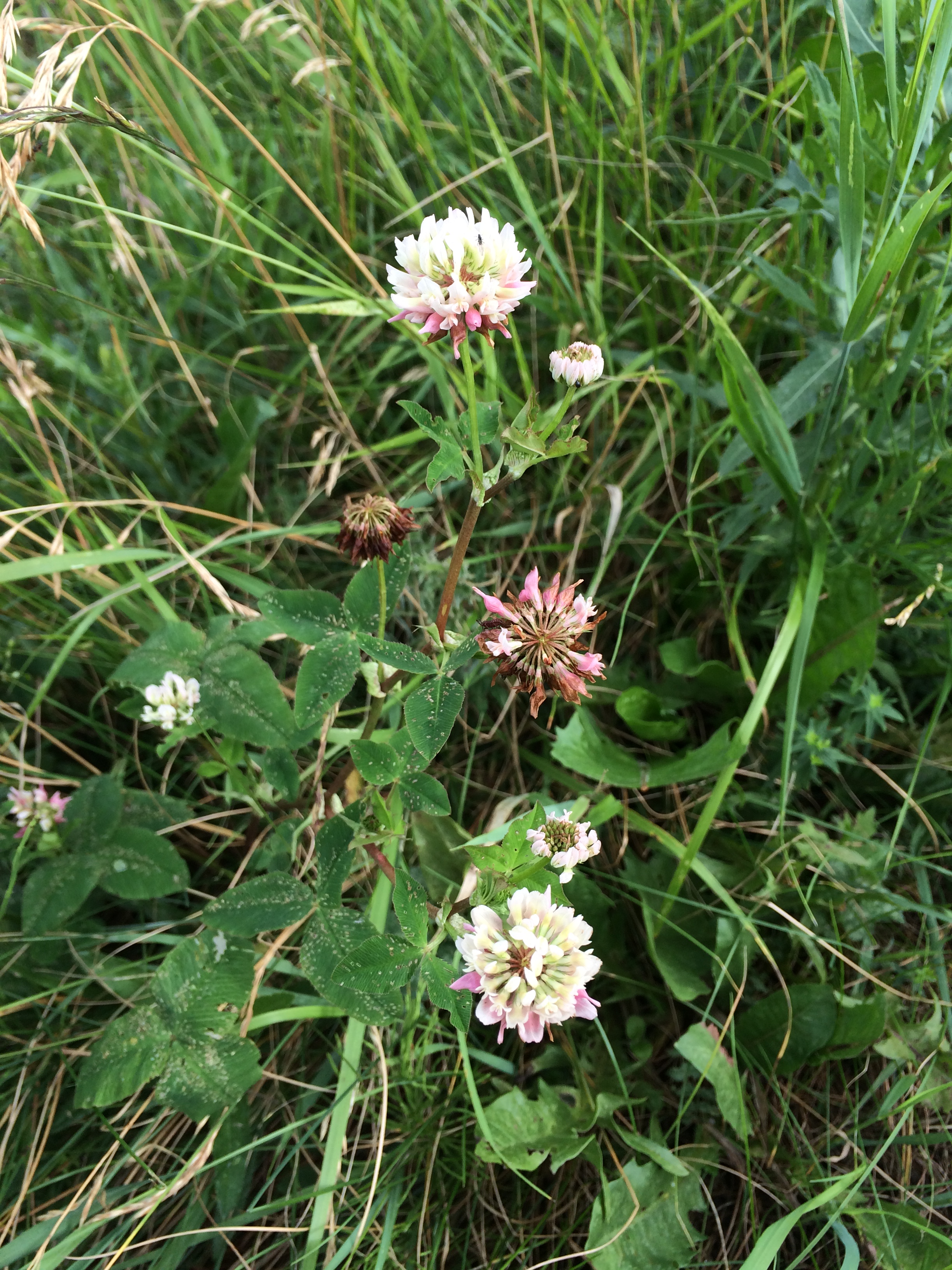 2016-07-02 17.05.11.jpg