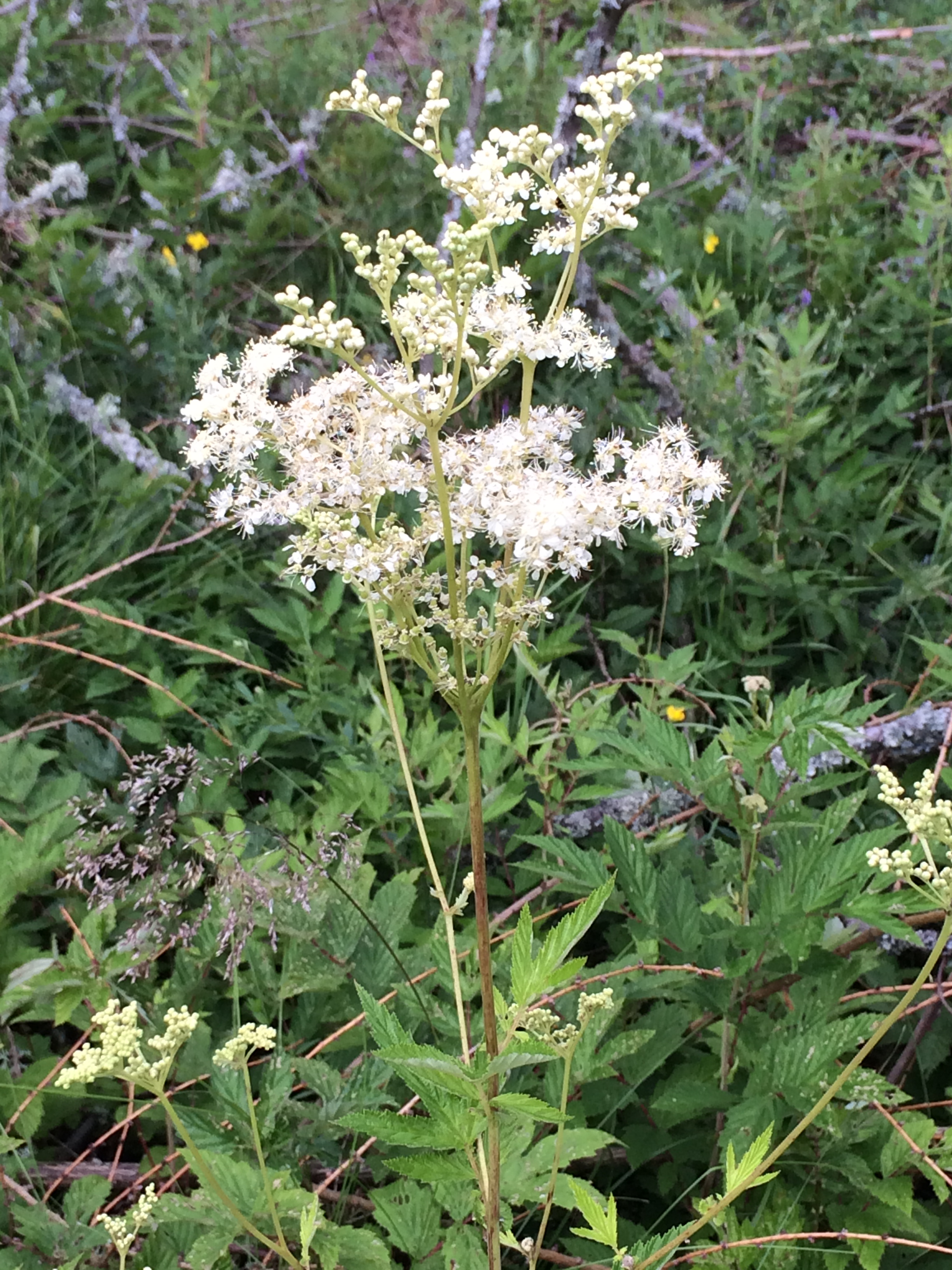 2016-07-02 17.55.05.jpg