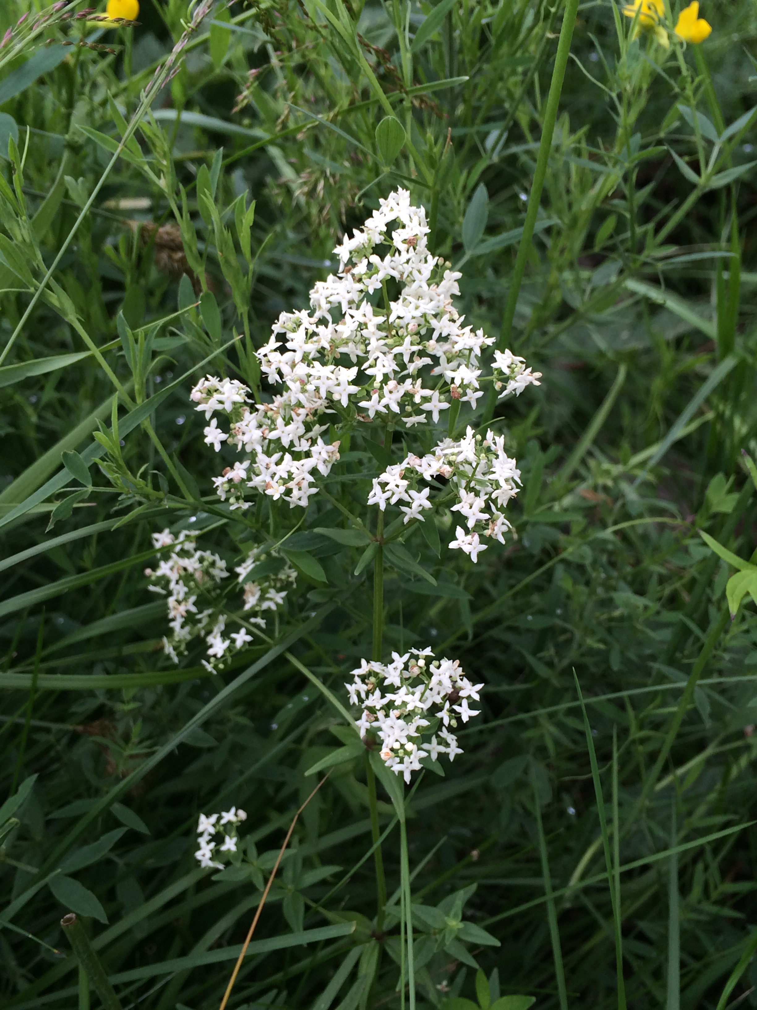 2016-07-02 17.55.42.jpg