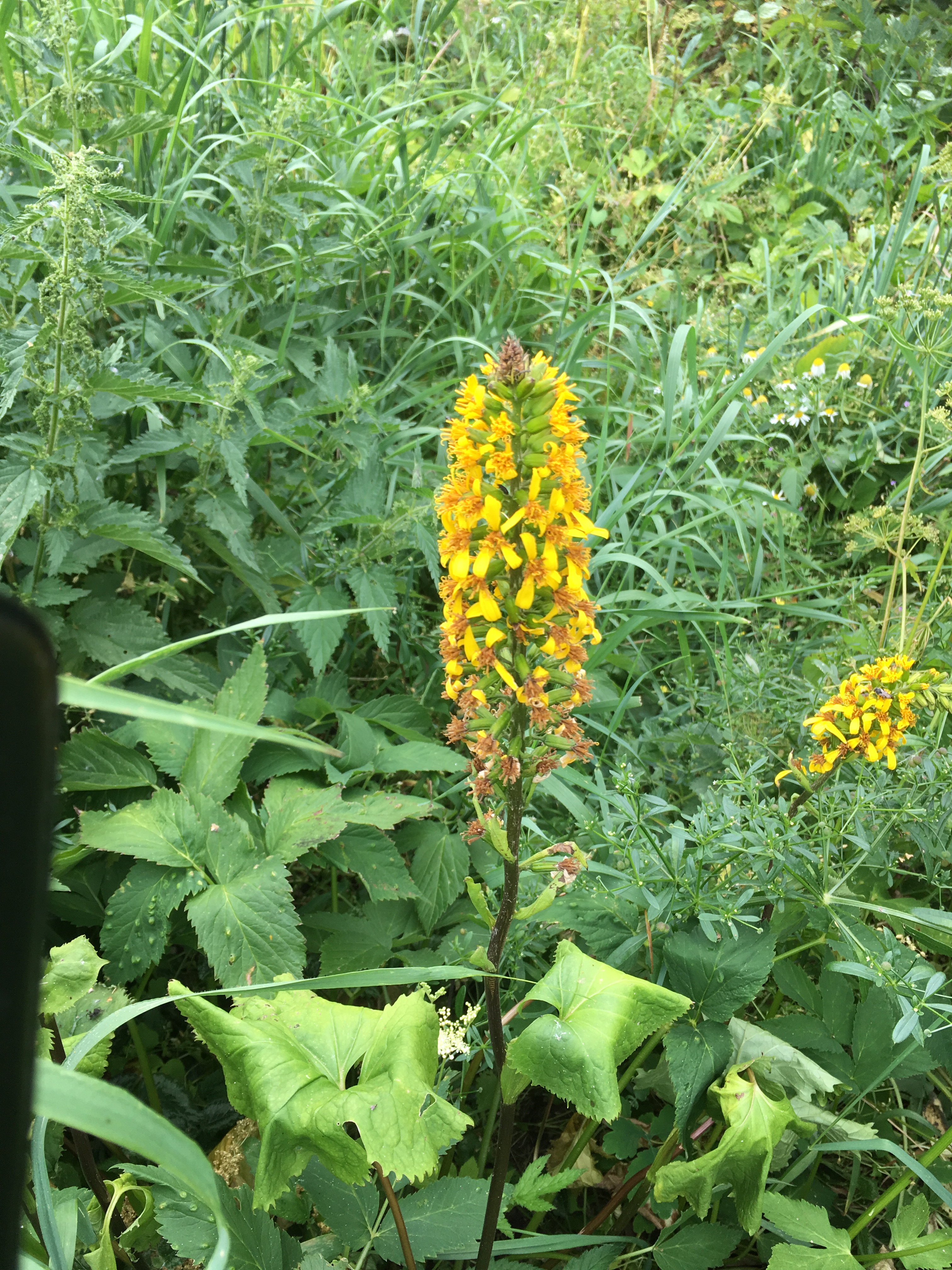 2017-07-27 09.59.27.jpg