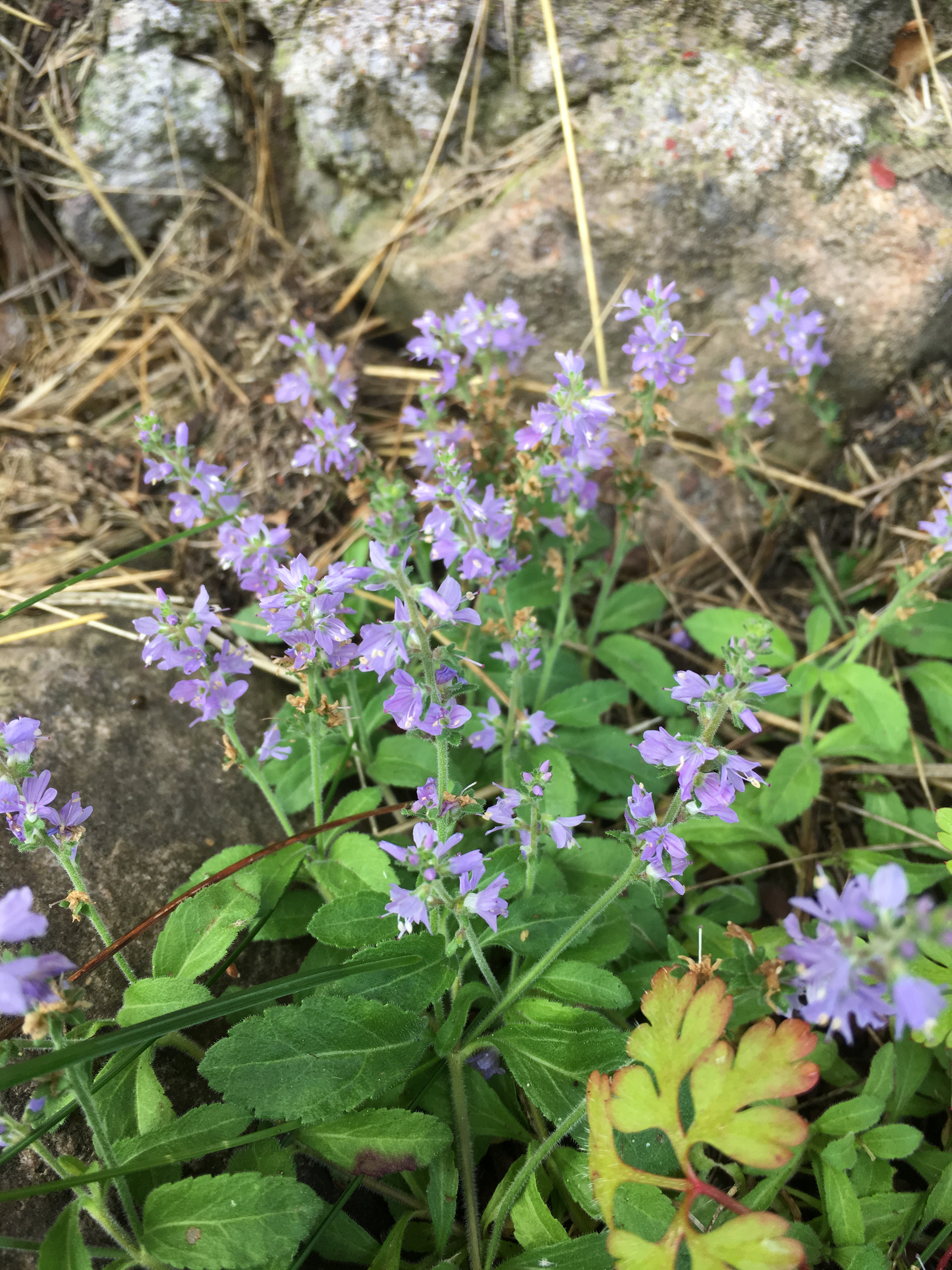 2019-07-13 08.41.48.jpg