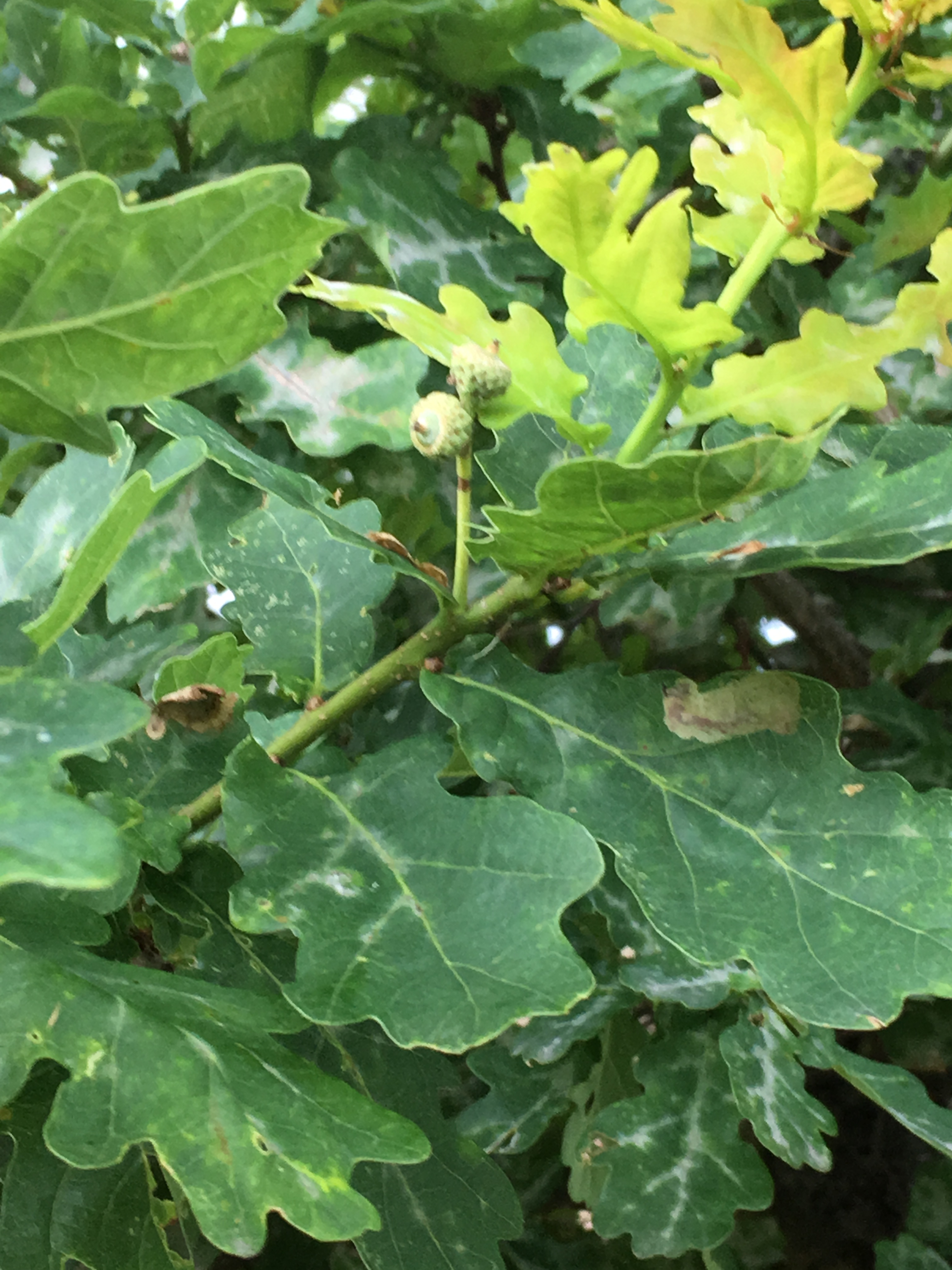 2019-07-14 19.23.18.jpg