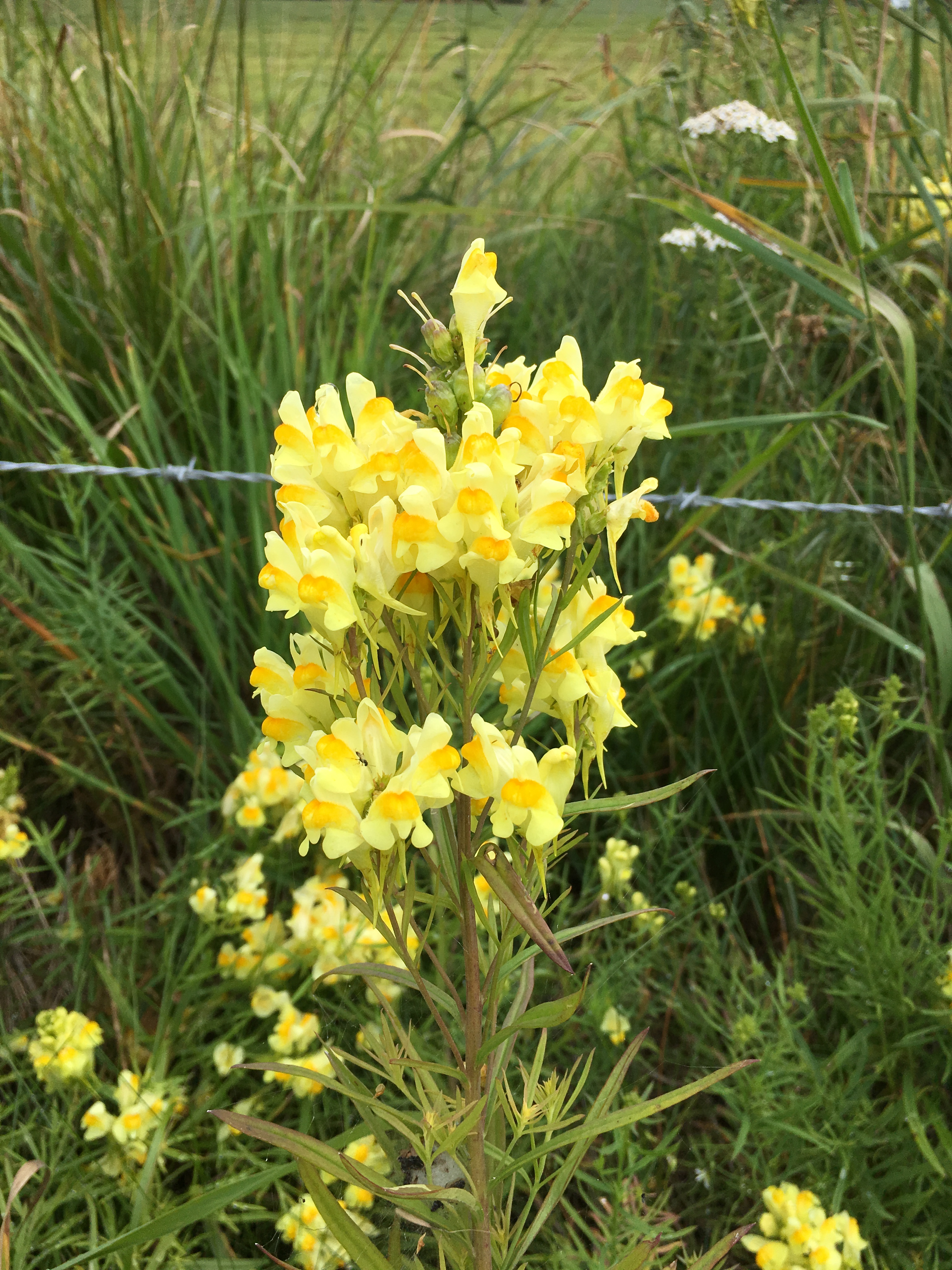 2019-07-23 14.42.54.jpg