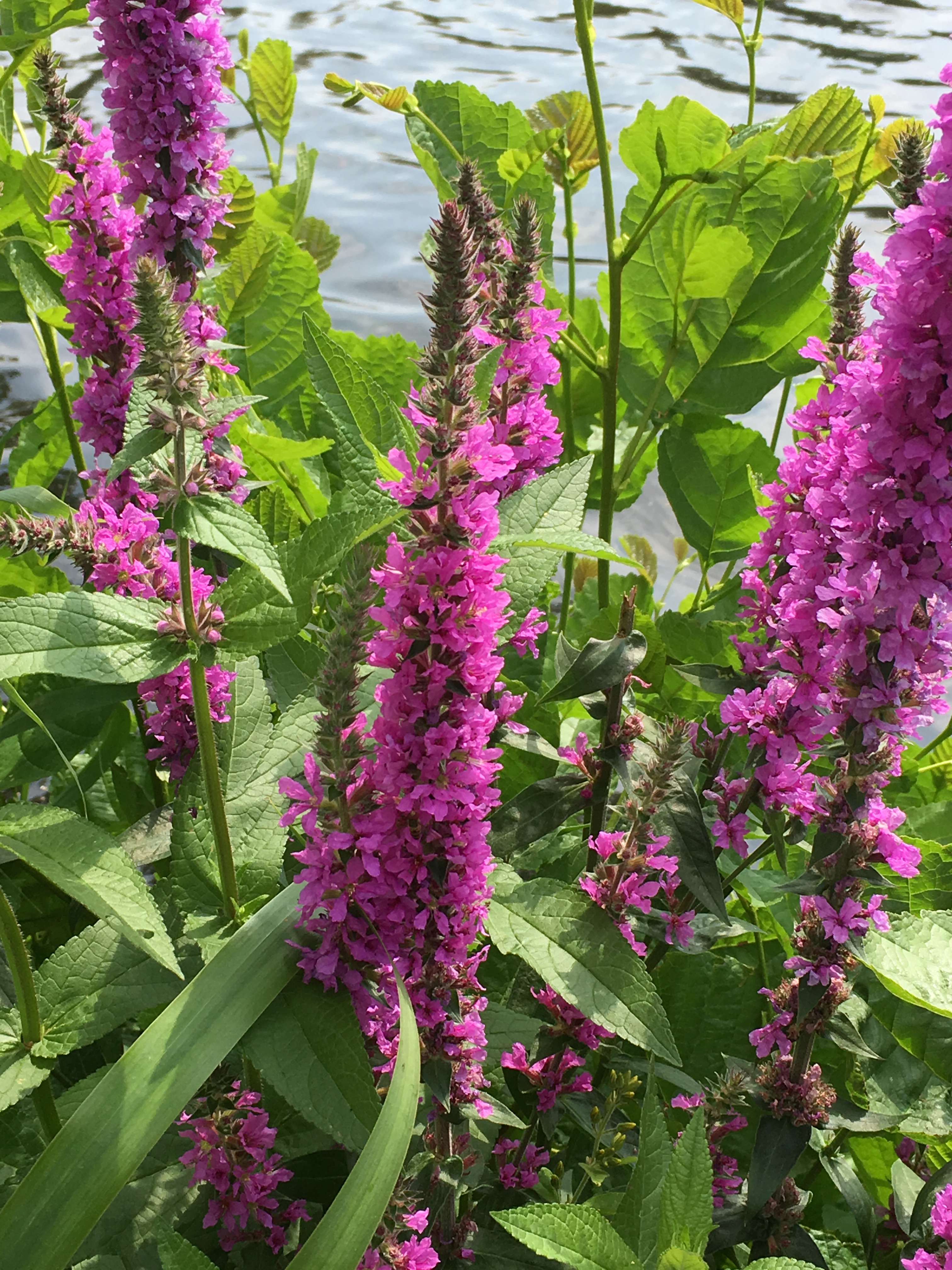 2019-07-19 13.27.44.jpg