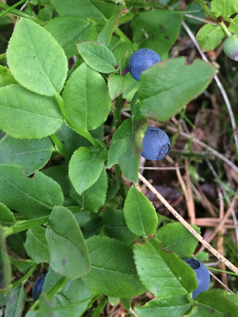 2016-07-04 15.55.20.jpg