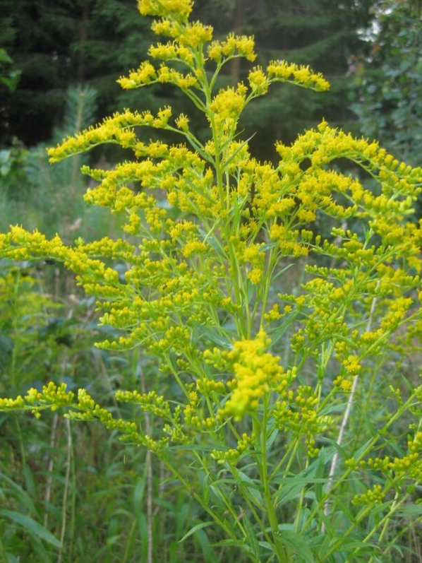 Kanadensiskt gullris – Laimas flora