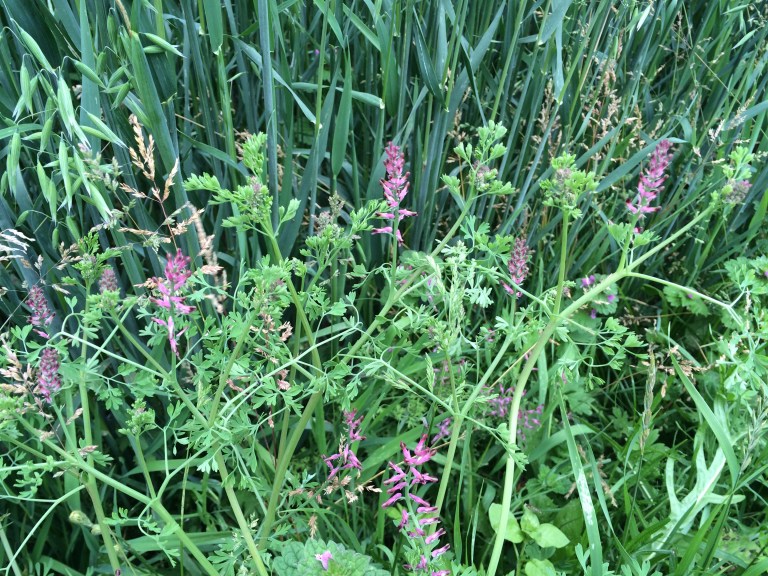 2016-07-16 17.27.12.jpg