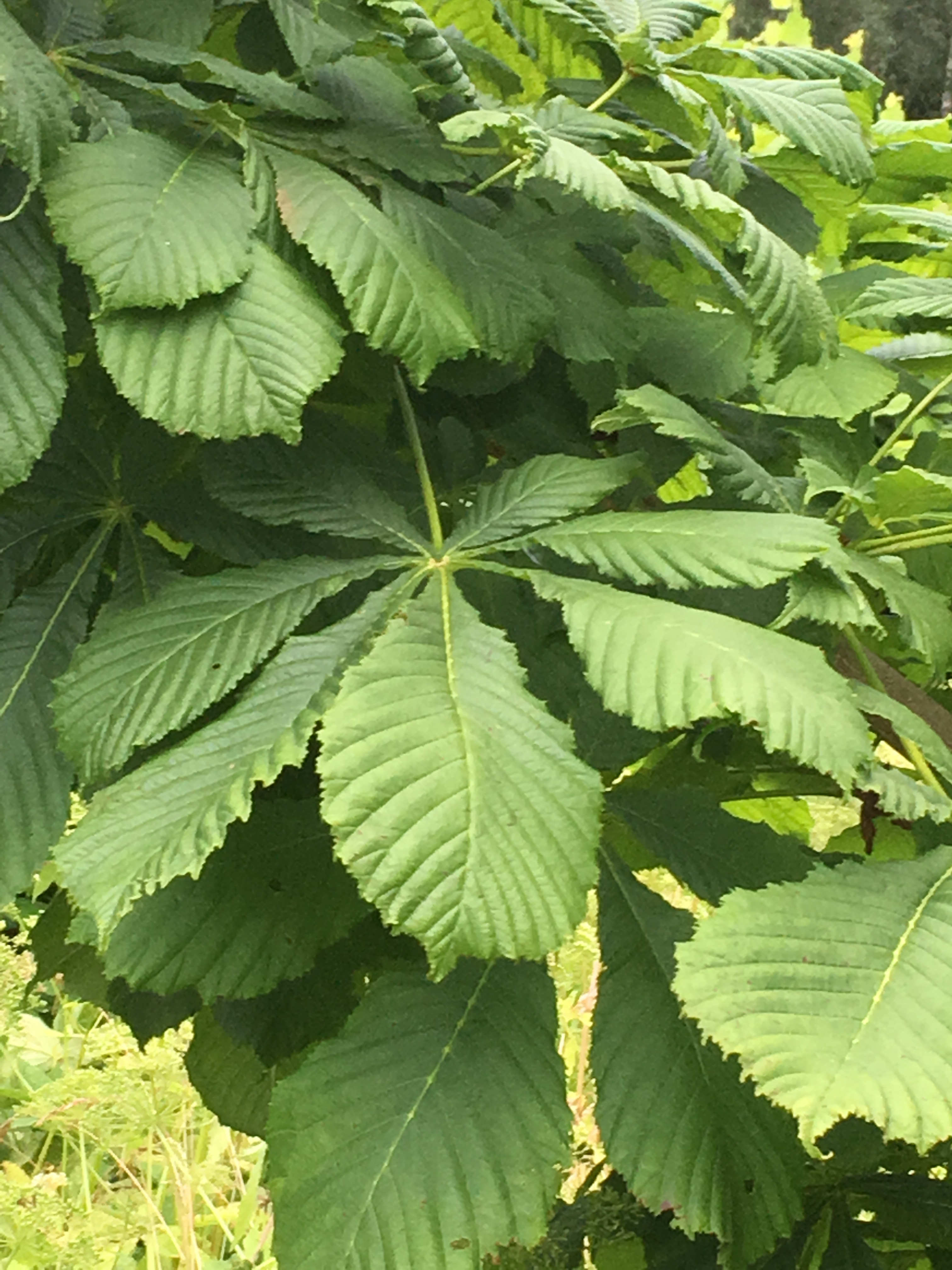 2019-07-14 19.24.13.jpg