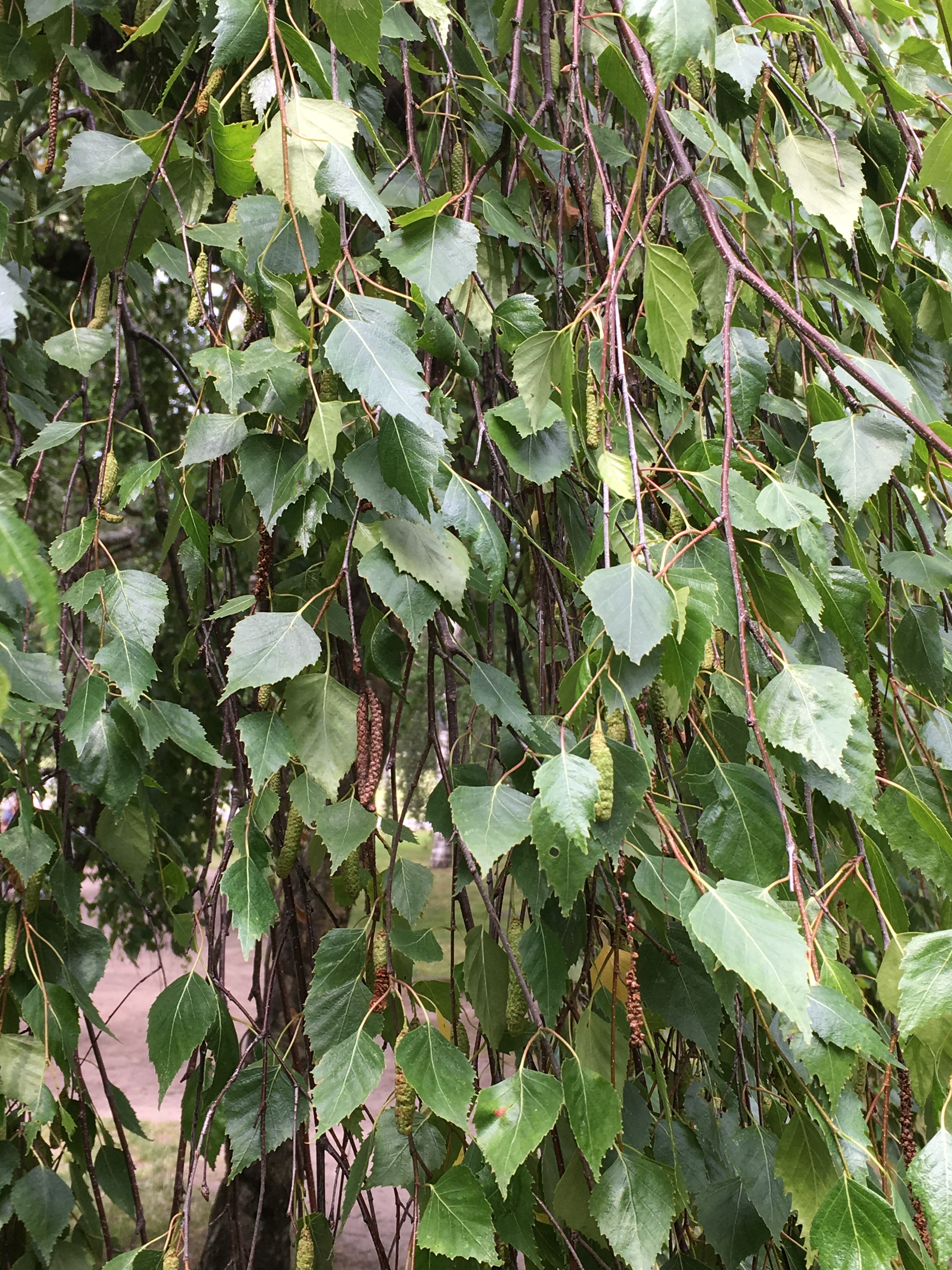 2019-07-19 13.17.22.jpg