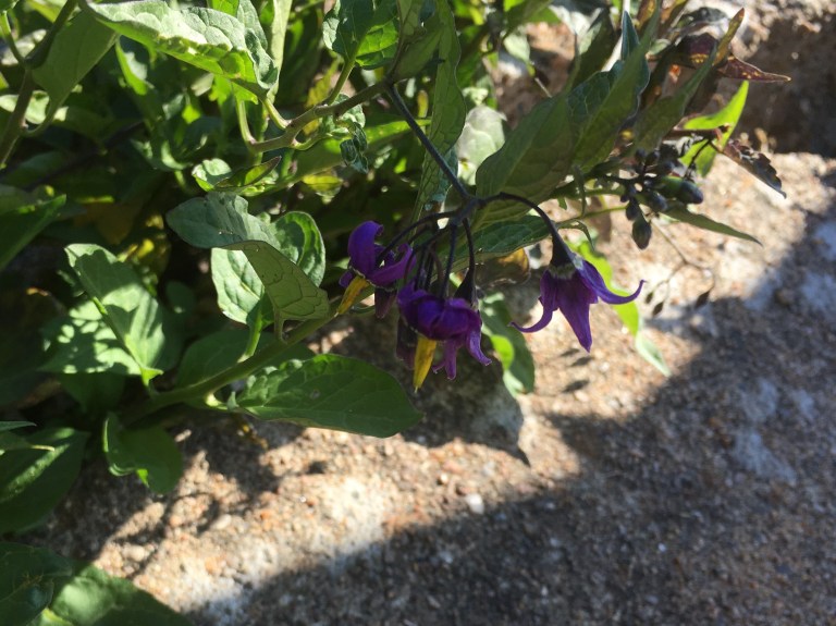 2017-07-20 18.02.07.jpg