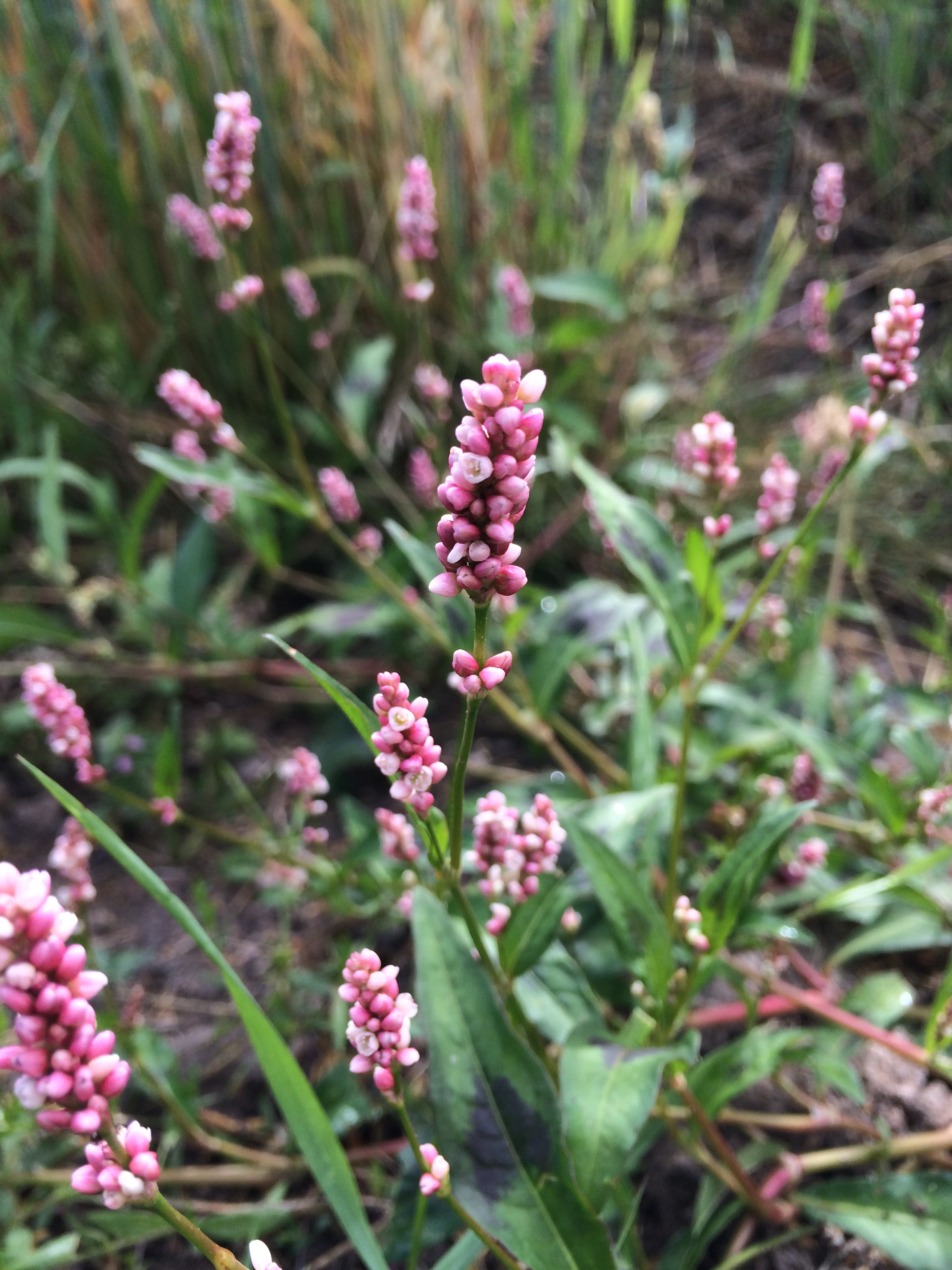 2016-08-03 09.11.09.jpg