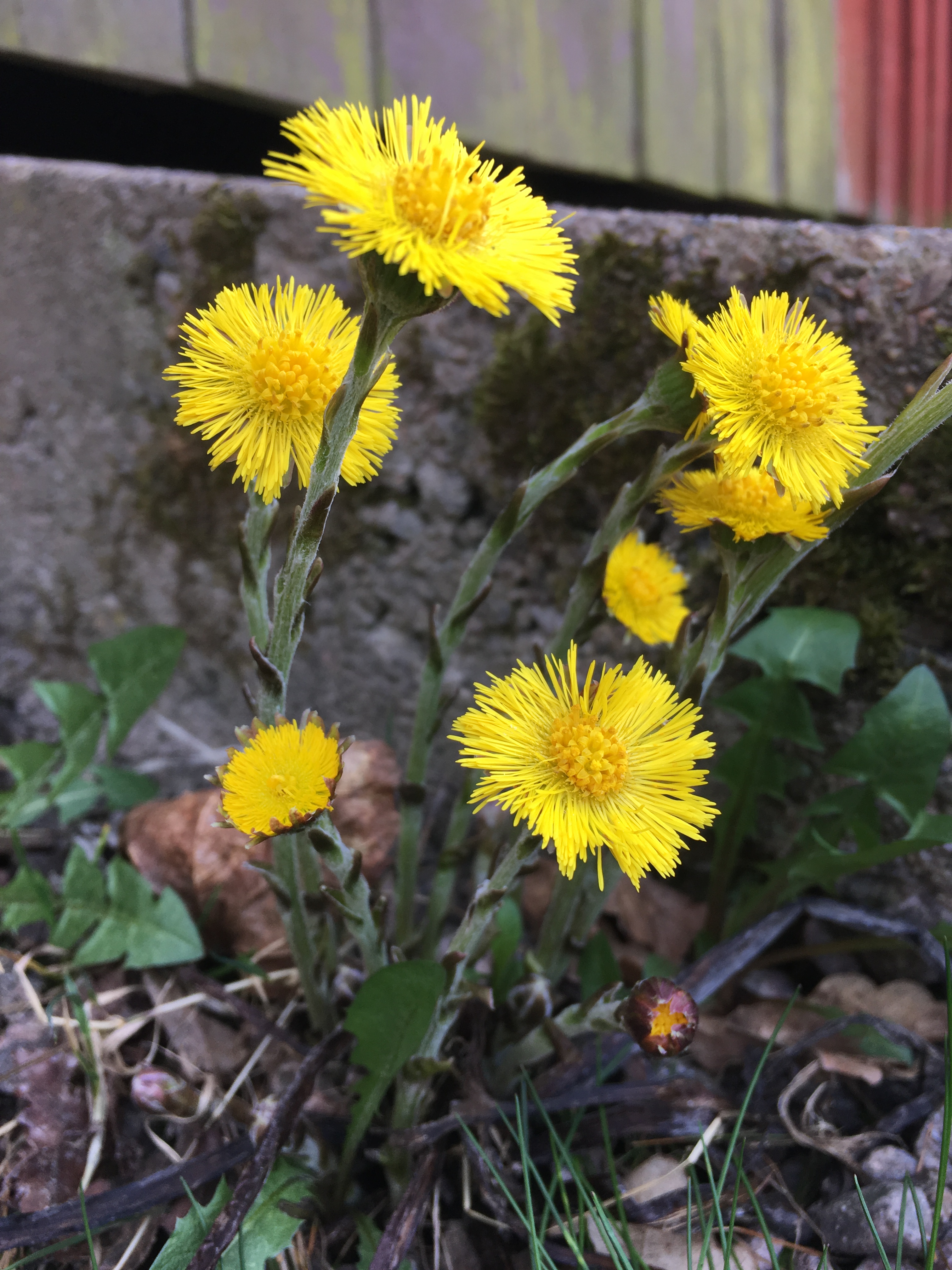 2019-04-28 12.27.56.jpg