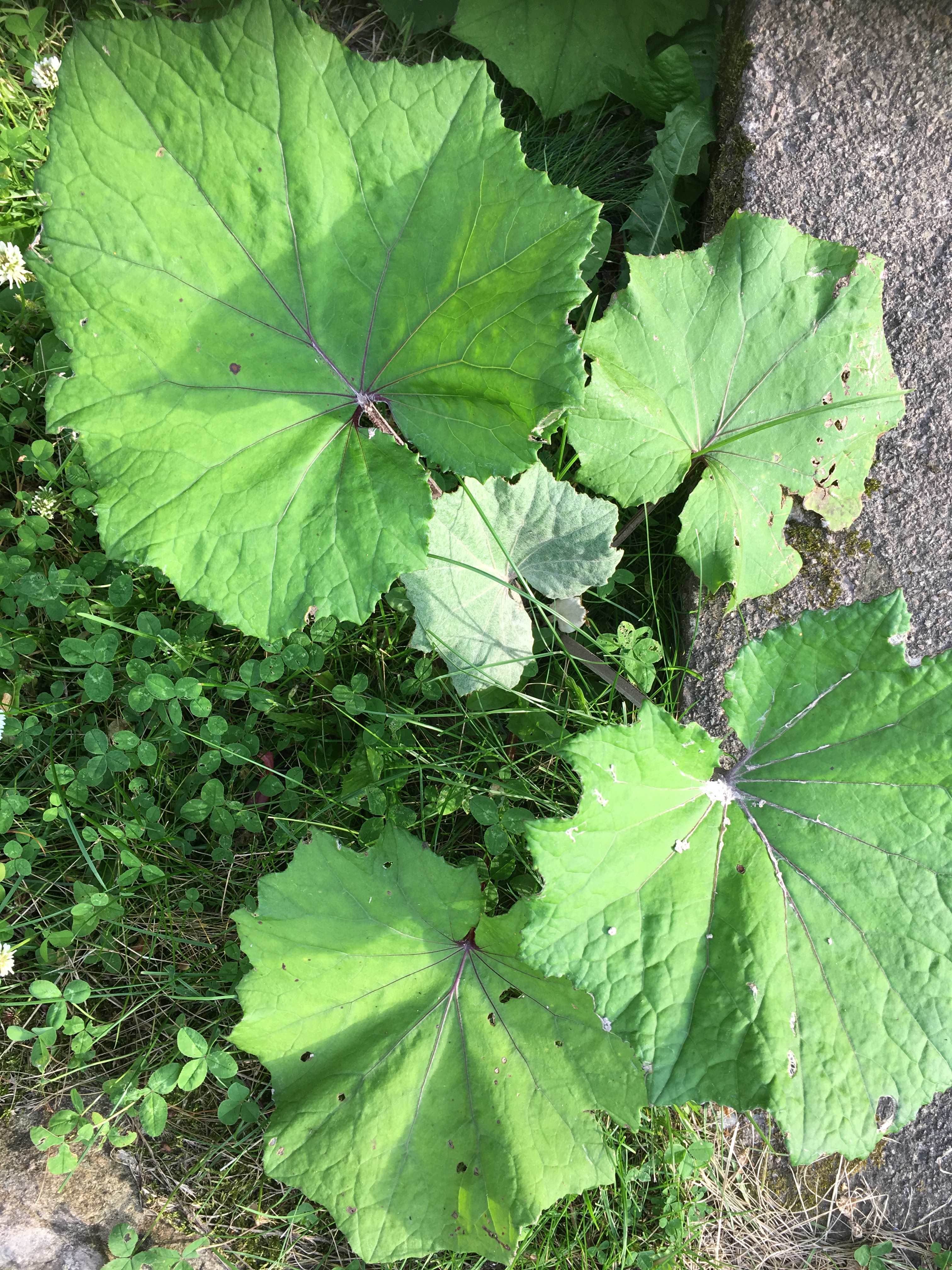 2019-07-20 19.07.25.jpg