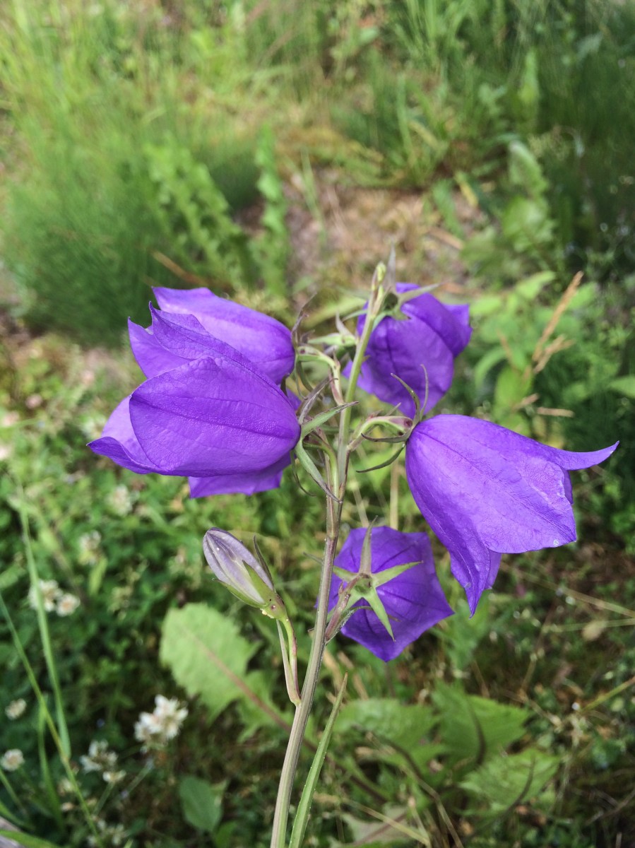 Stor blåklocka – Laimas flora