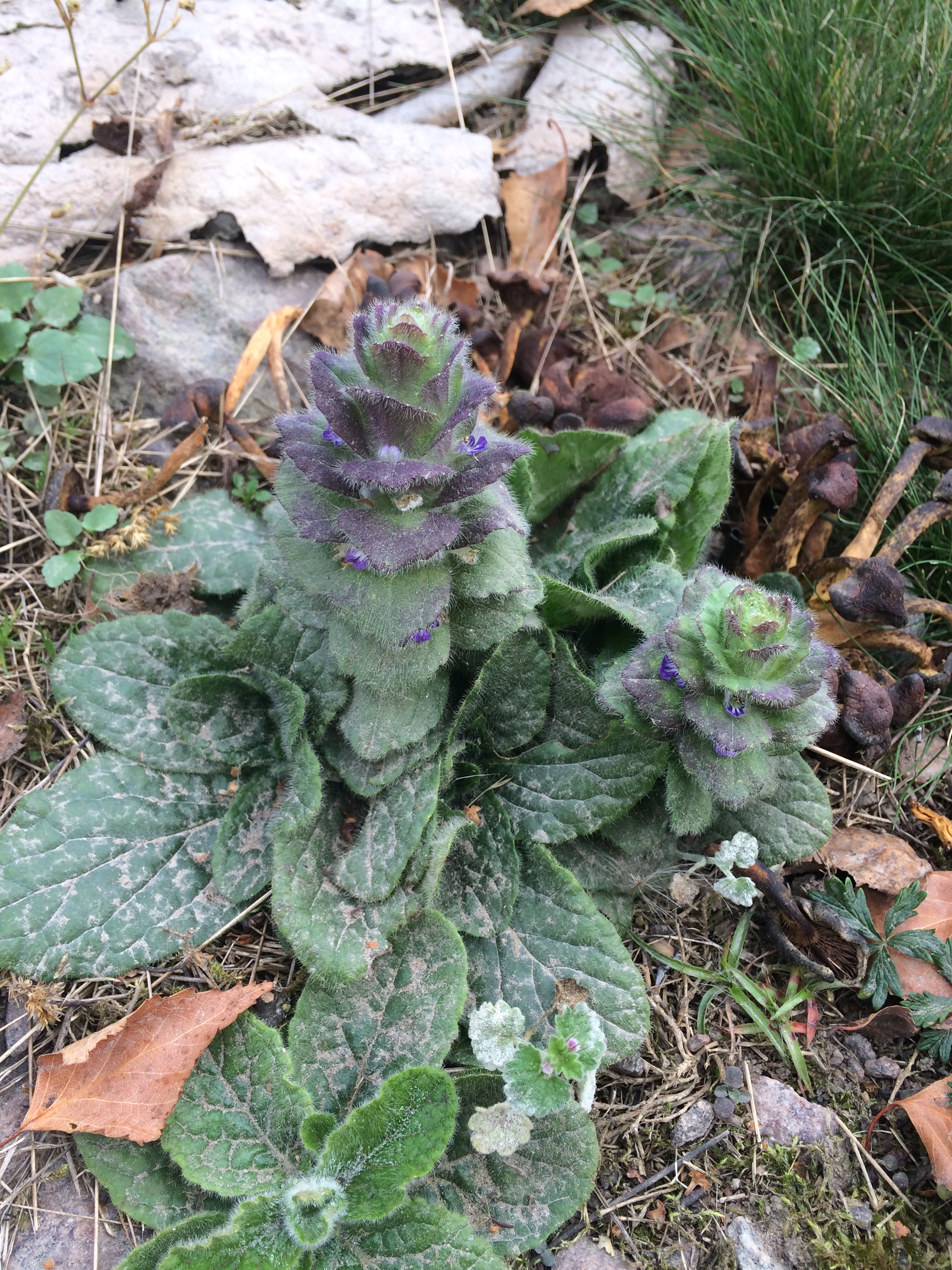 2016-09-23 12.15.49.jpg