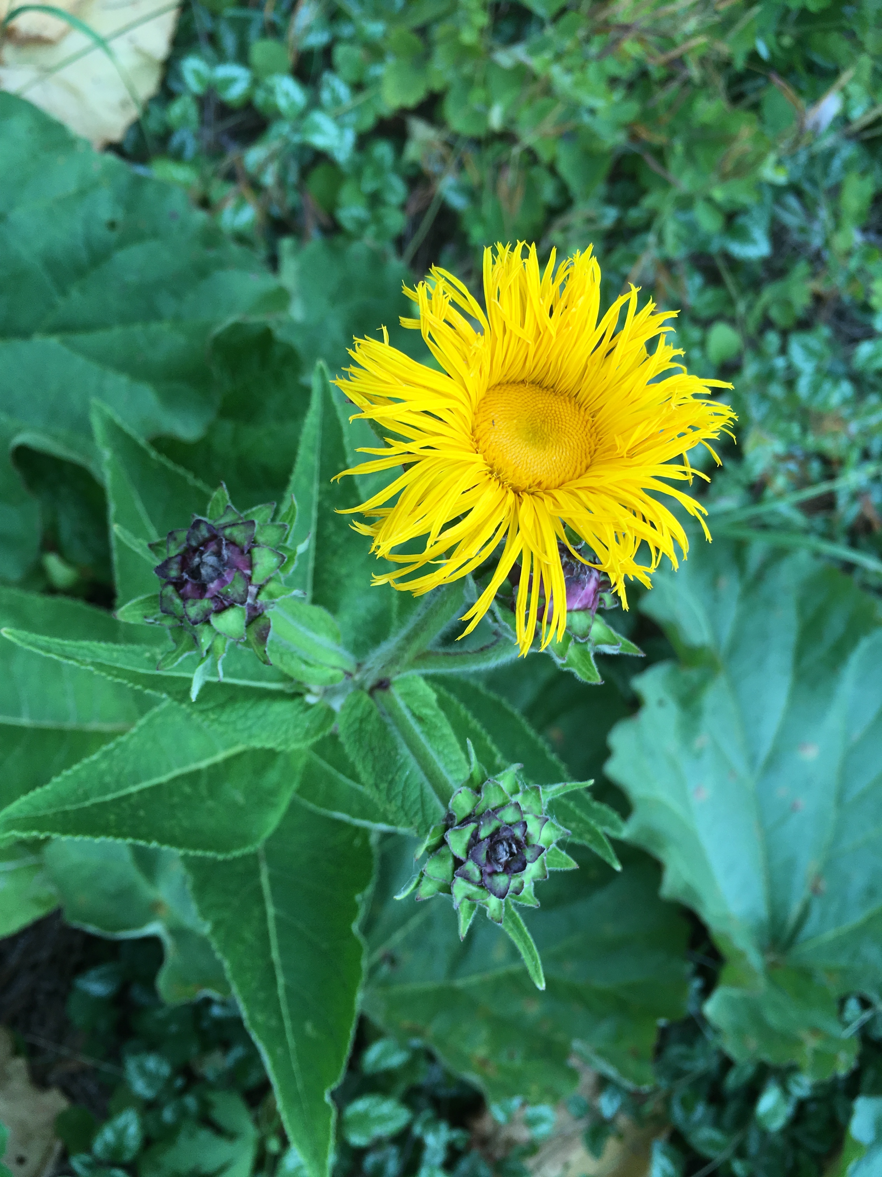 2017-07-26 18.47.19.jpg