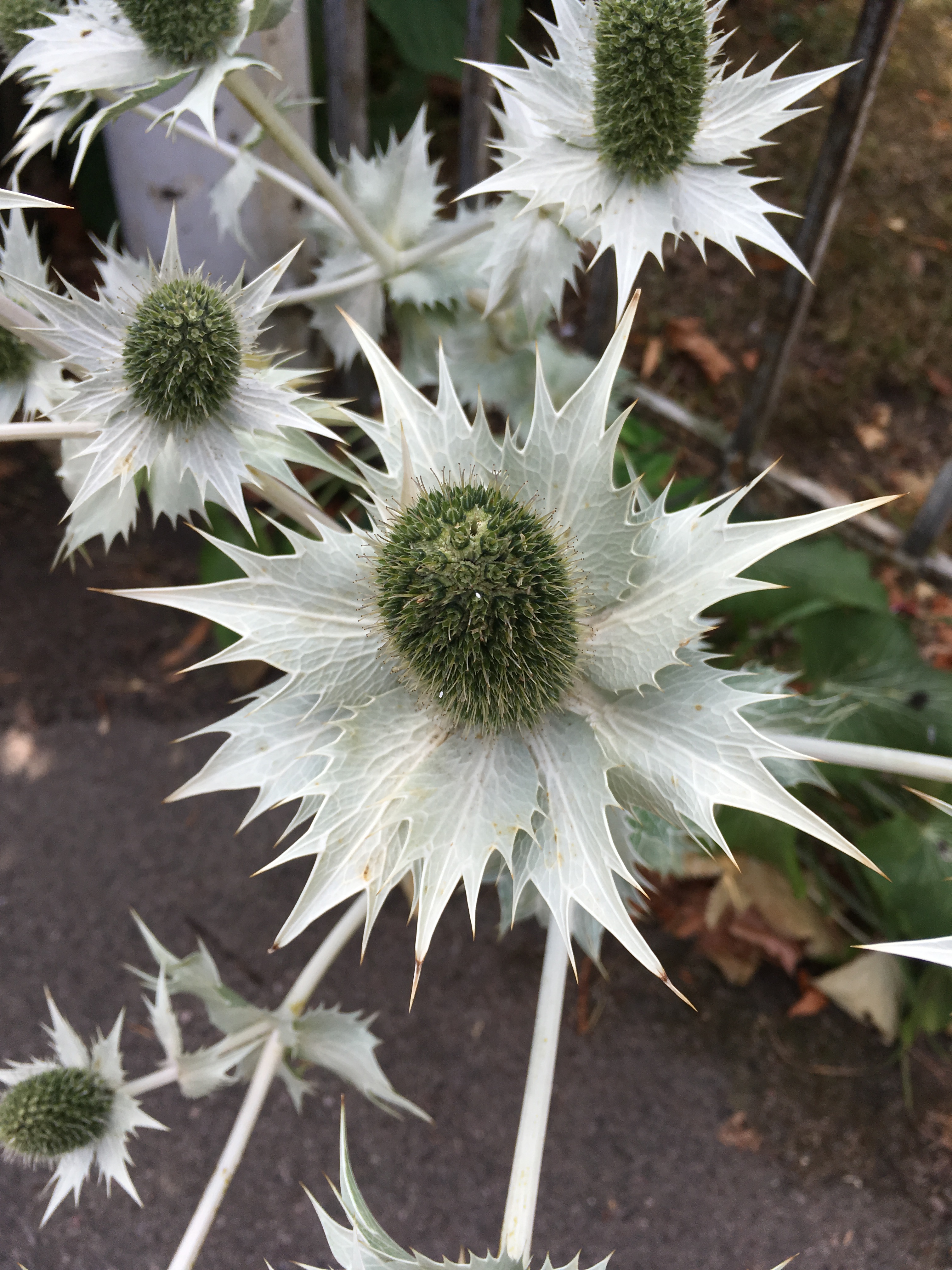 2018-07-28 14.32.46.jpg