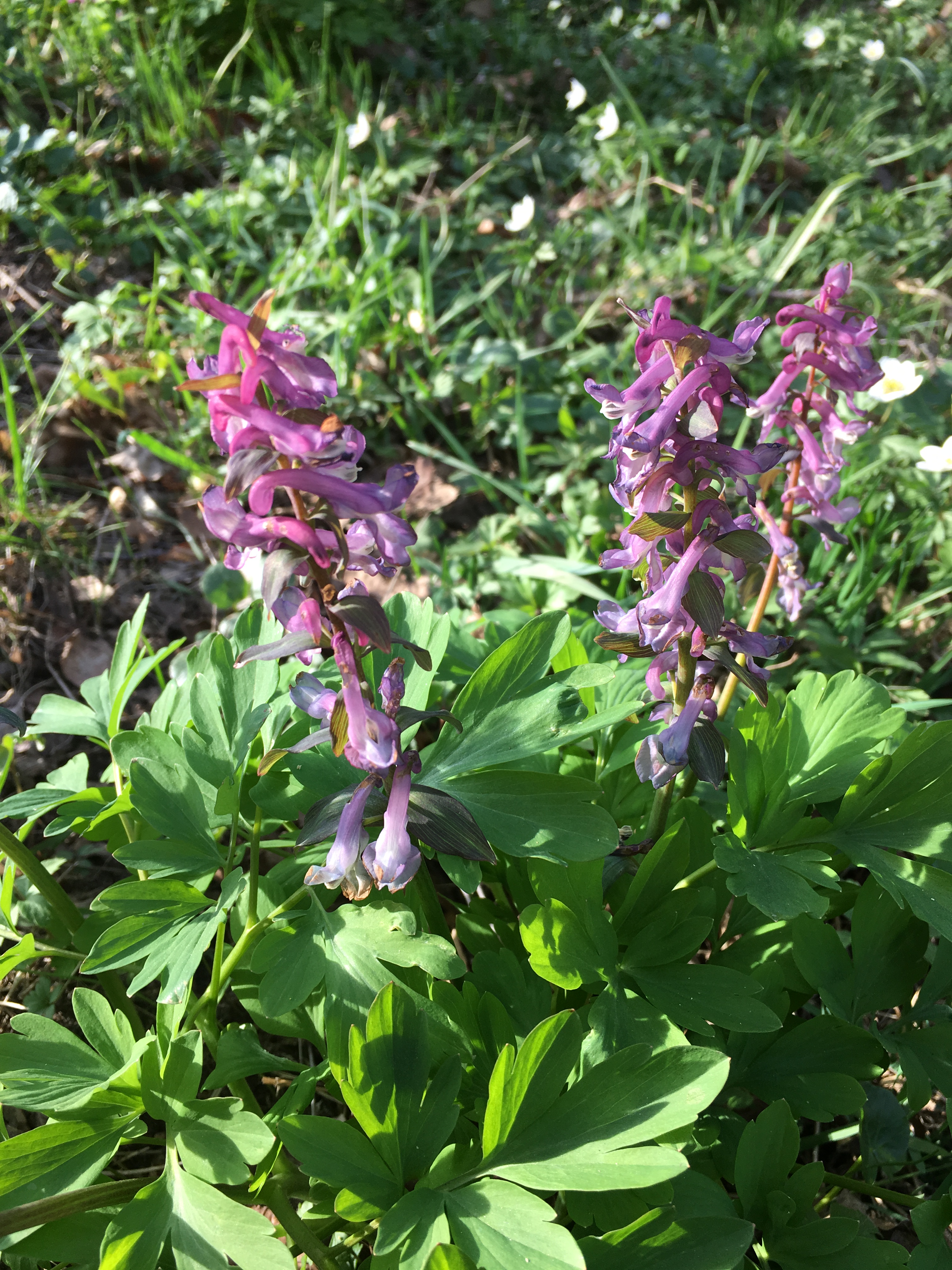 2019-04-21 17.41.28.jpg