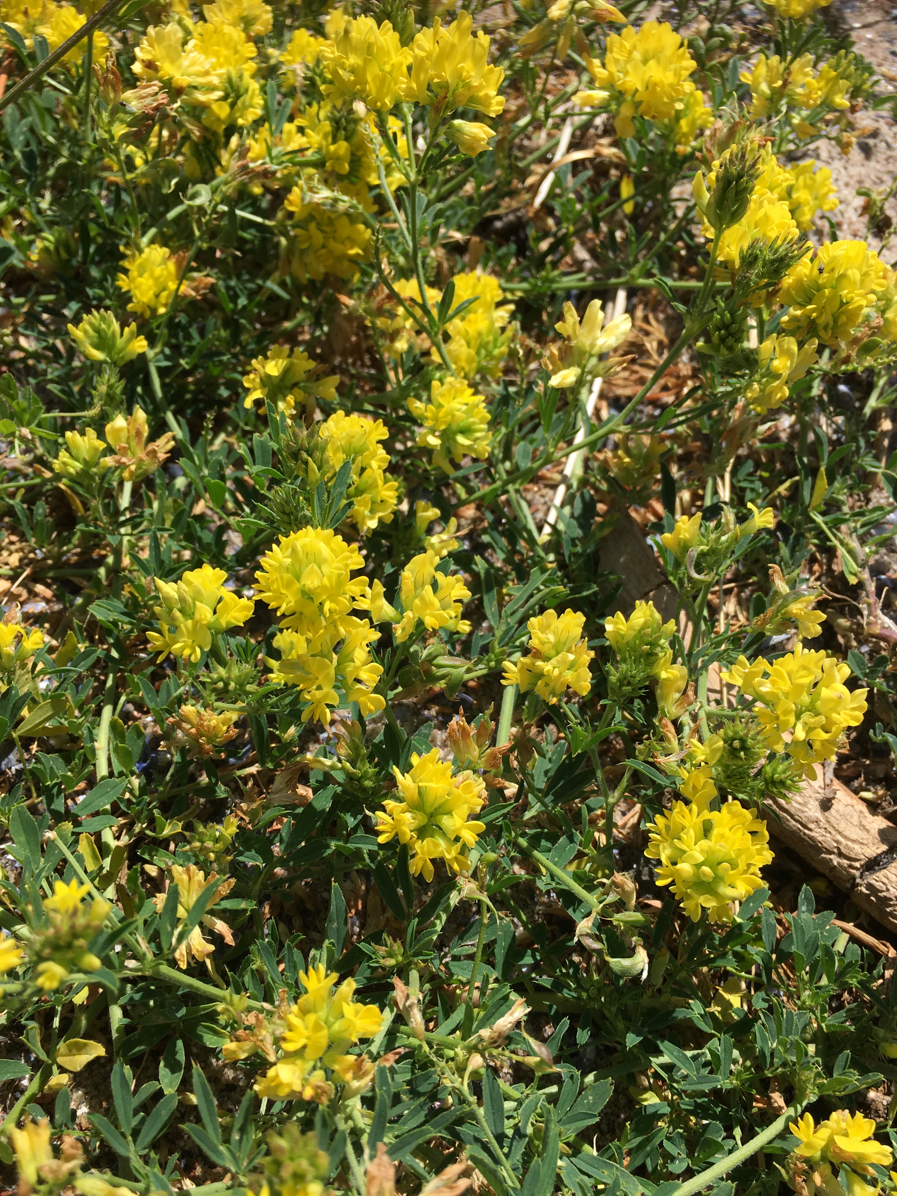 2019-07-04 11.31.15.jpg