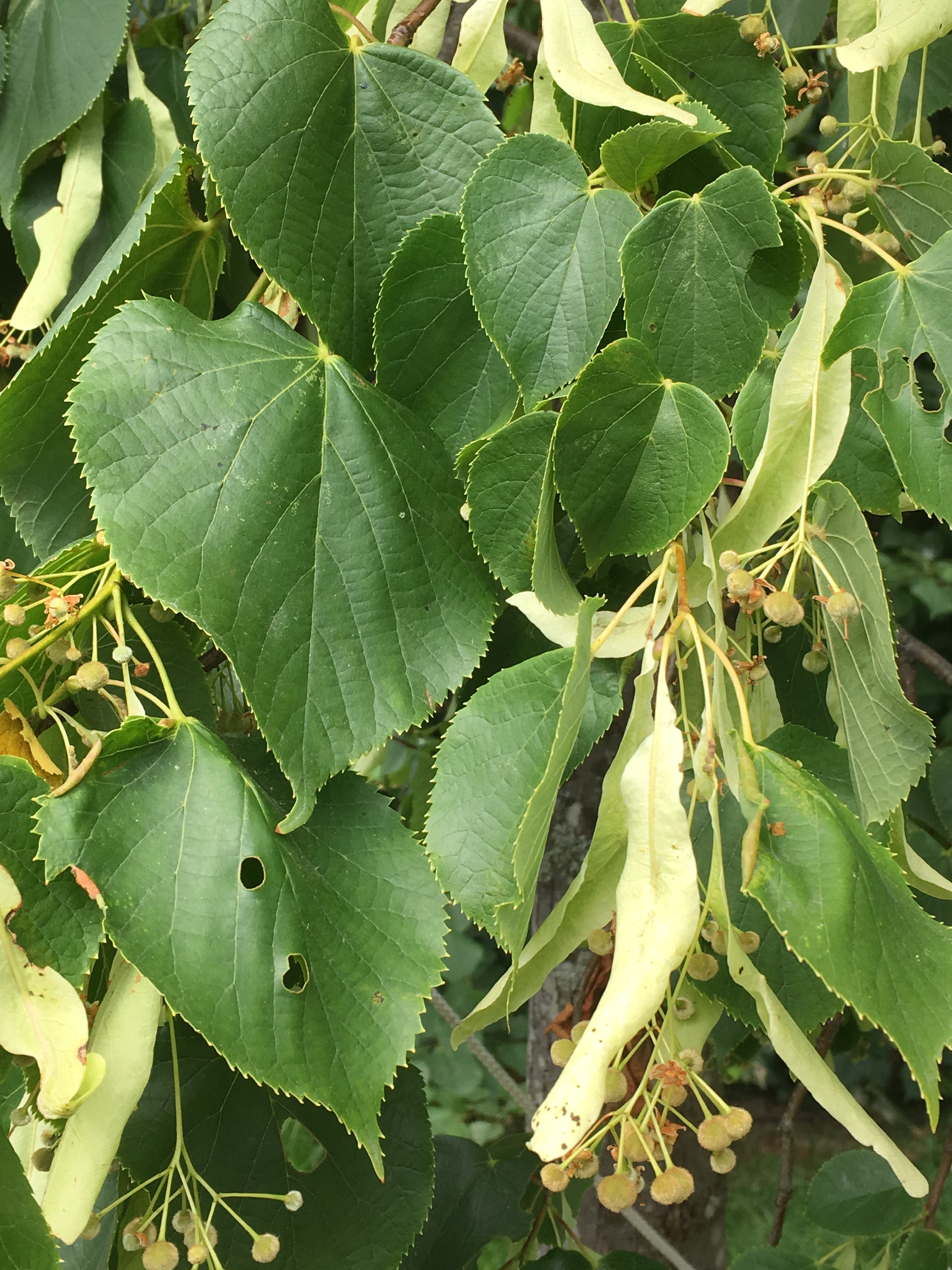 2019-07-19 13.16.12.jpg