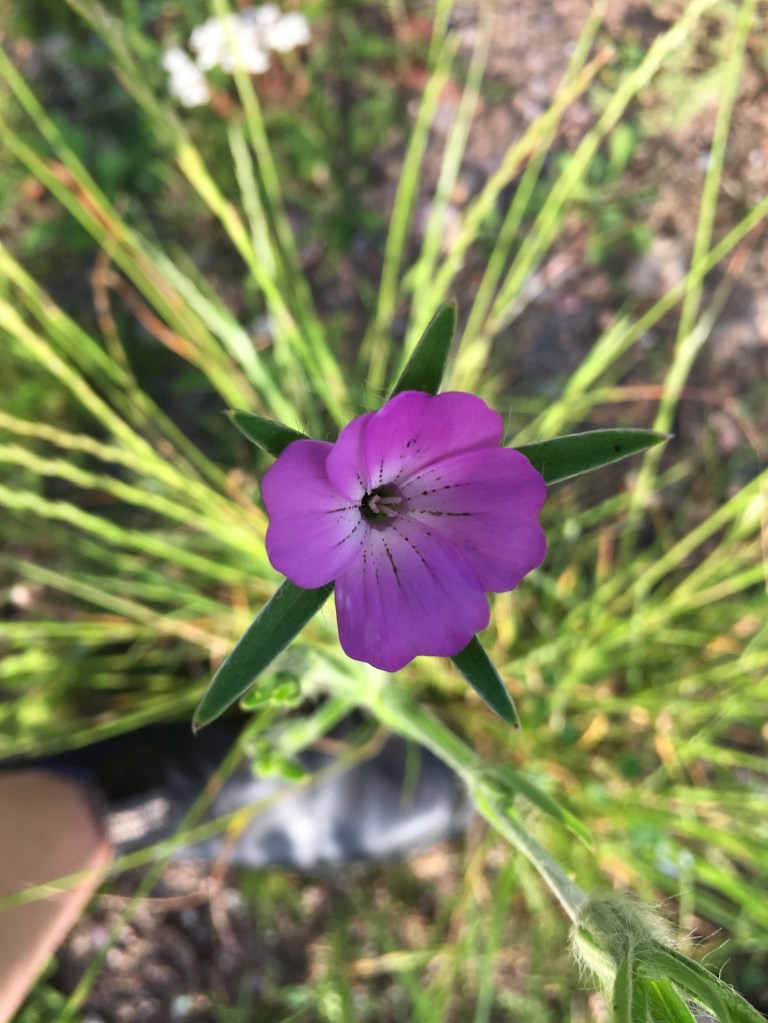 2019-07-29 17.39.13 Klätt